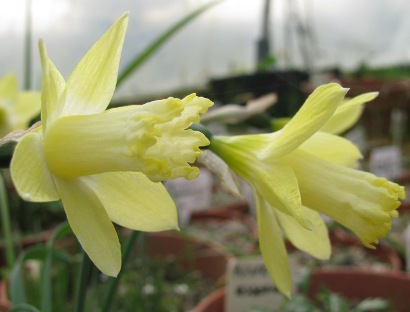 Narcissus Gipsy Queen 